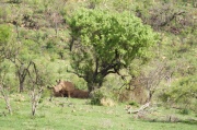 landscape (3)